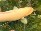 Giant gurami