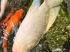 Giant Gurami Fish