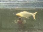 Giant Gurami