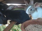Rabbits