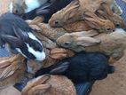 Rabbits