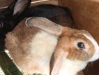 giant rabbit