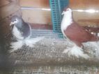 Gibson Pigeons