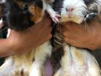 Guinea Pigs