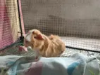 Guinea Pig