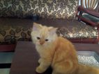 Ginger Persian Kitten