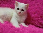 Persian Ginger Cat