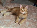 Cat for Kind home