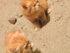 Ginger Cat
