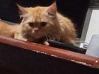 Persian Cat