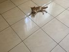 Ginger Cat for Kind Home