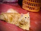 Ginger Cat