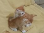 Ginger cat