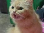 Ginger Cat