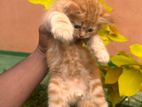 Ginger Persian Cat