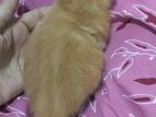 Ginger Cat