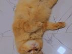 Persian Cat