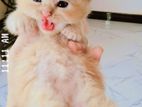 Persian Ginger Kitten