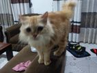 Ginger Cat