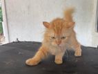 Ginger Cat