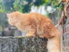 Persian Ginger Cat