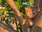 Ginger Persian Cat
