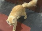 Ginger Persian Cat
