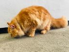 Ginger Cat Persian