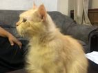 Ginger Cats