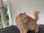 Ginger Kittens