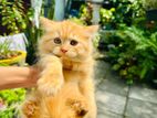 Ginger Persian Cat