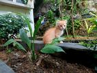 Ginger Persian Cat