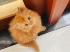 Ginger Colour Persian