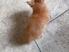 Ginger Cross Cat