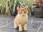 Ginger Crossed Persian Kitten