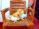 Ginger Crossing Kittens