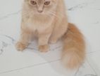 Ginger Female Persian Cat