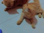 Ginger Female Cat