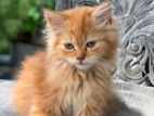 Ginger Female Persian Kittens