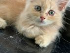 Ginger Female Persian Kittens