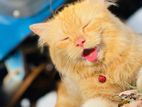 Ginger Persian Cat
