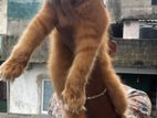 Ginger Persian Kitten