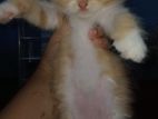 Ginger Persian Cat