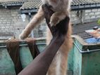 Ginger Persian Cat