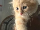Ginger Persian Cat
