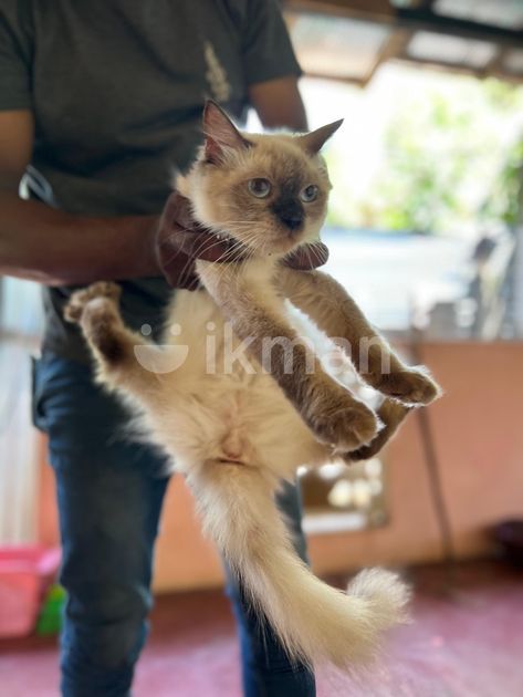 Cat Price Siamese Himalayan Kittens For Sale Himalayan Cat For