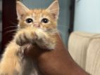 Ginger Kitten For Kind Home