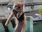 Ginger Persian Kitten