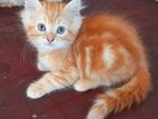 Persian Ginger Male Kitten