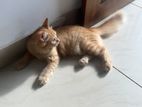 Ginger Kitten